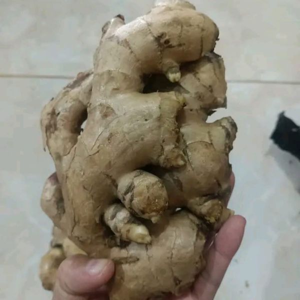 Ginger from 인도네시아 supplied by Segarnya Alam Nusantara - 크기: 100 통생강