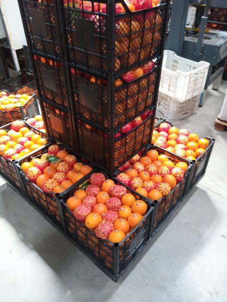 Orange from 이집트 supplied by First choice - 네이블 - 돌치 신선 오렌지