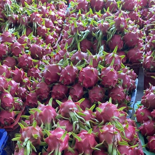 Fresh dragon fruit size 350gr – 450gr from 베트남 supplied by vncommex - 신선 용과