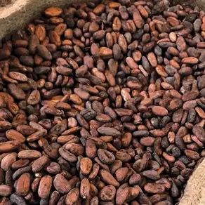 Cocoa Beans from 나이지리아 supplied by Albiture Logistics Limited - 원물 코코아콩