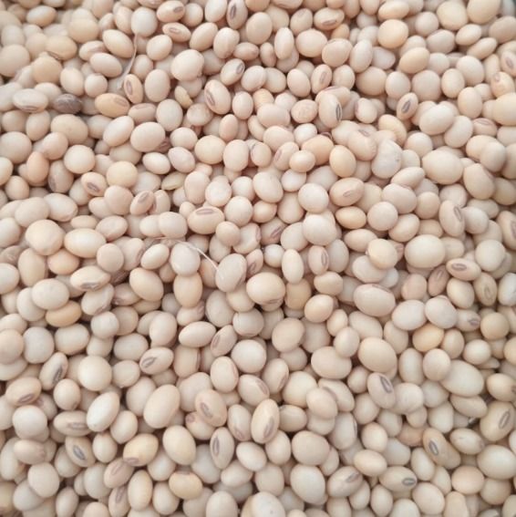 Soybean from 나이지리아 supplied by Senex International Limited - 대두