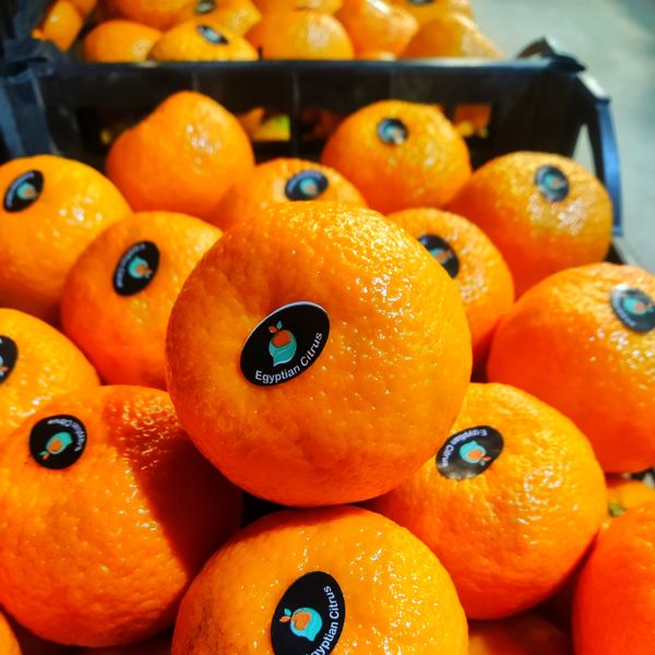 mandarin from Egypt supplied by Alwaha fruits - Fresh Mandarin