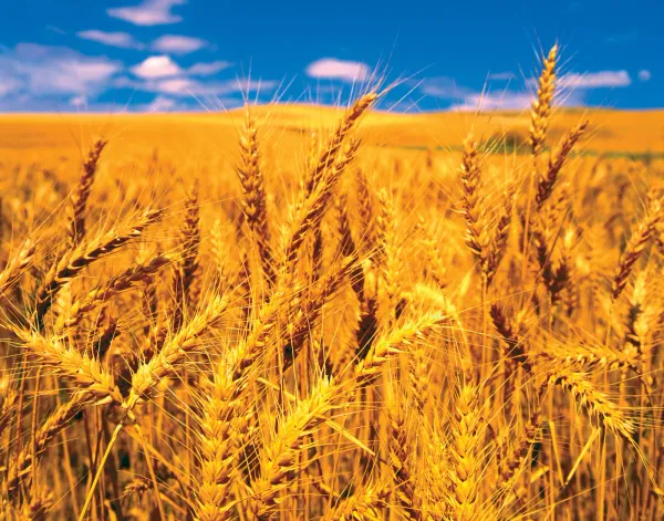 Wheat from 남아프리카공화국 supplied by Connect Value - 소맥