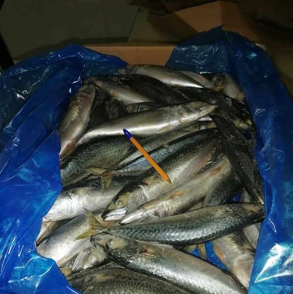 frozen mackerel from 모로코 supplied by Africa fishing indystry - 냉동 고등어