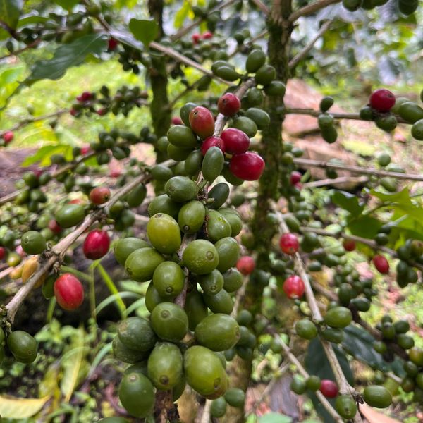 SCA 85 Point Peruvian Green Coffee Beans from Peru supplied by Rheinven Coffee - Jute Sack (69 kg) Raw Common Coffee Bean