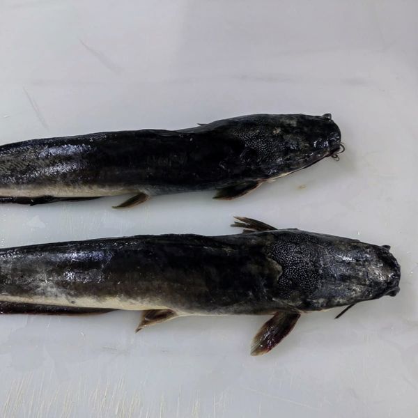 Catfish from 인도네시아 supplied by PT SUKSES LAUTAN INDONESIA - African Sharptooth Catfish (=Clarias gariepinus) 냉동 메기 통마리