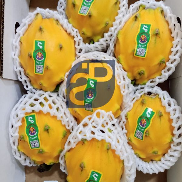 Yellow Pitayas (Dragon Fruit) from 에콰도르 supplied by Standard & Partners - Size: 6s 신선 용과