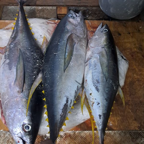 Seafood from 케냐 supplied by MarineCatch Africa Limited - 냉동 냉동 황다랑어