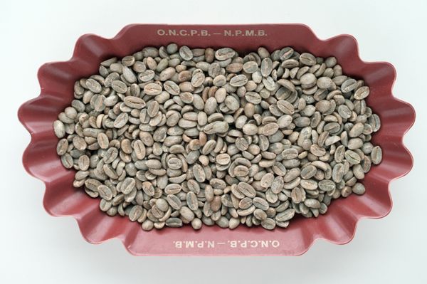 [Green Coffee] Cameroon Specialty Java Arabica Coffee from Cameroon supplied by INTAFRI COFFEE LLC. - Fresh Raw Common Coffee Bean