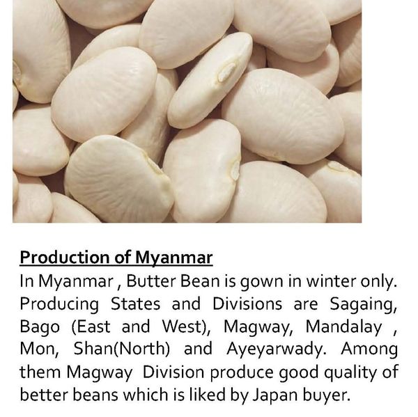 Butter Bean from 미얀마 [버마] supplied by Winner Mind - FAQ (=Fair Average Quality) 말린 일반 콩
