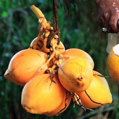 Fresh King Coconut (Cocos nucifera var. aurantiaca) from 스리랑카 supplied by Hawethra Exports (Pvt) Ltd - Fresh (=Chilled) 기타 신선 코코넛