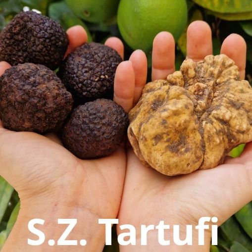 Fresh Black and White Truffles (Tuber melanosporum Vitt. and Tuber magnatum Pico) from 이탈리아 supplied by S.Z.TARTUFI DI ZACCARDI E SERAFINI SNC - Perigord Truffle (=Tartufo Nero Pregiato=Tuber Melanosporum) 트러플