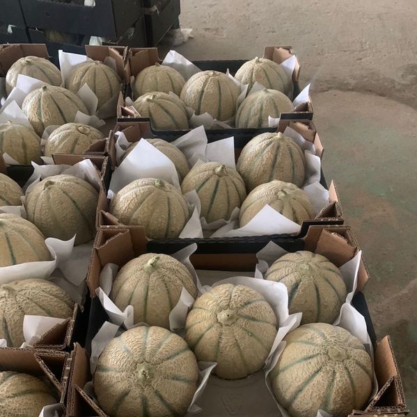 Cantaloupe Melon from Senegal supplied by Kodra-Export - Green Fresh Melon (Muskmelon)