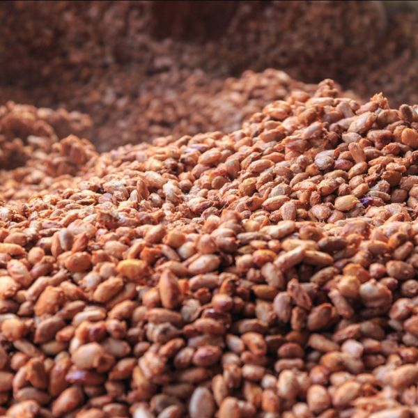 cacao beans from 토고 supplied by WATER MEADOW HOLDINGS - 원물 코코아콩