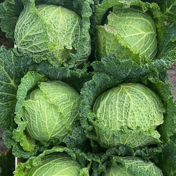 Savoy cabbage from Portugal supplied by Hortícolas Casal d'Avó, Lda. - Green Cabbage - Cannonball Fresh Cabbage