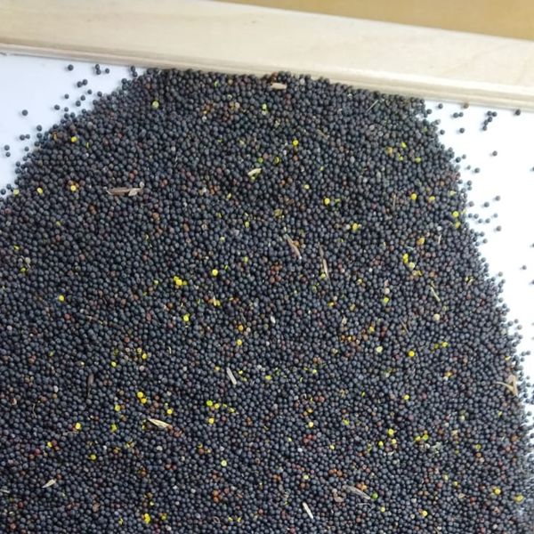 rapeseed from 러시아 supplied by Limited Liability Company Krasnoyarsk Zerno - Rapeseed - Unspecified 카놀라 씨 및 유채 씨
