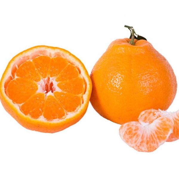 Fresh Harumi Citrus Buyers Fresh Mandarin Navel Orange for Sale Wholesale Delicious Sweet Fresh Citrus for Sale from 중국 supplied by Power Link Fruit Co Ltd - 직경 1 (>63mm) 신선 감귤류 혼종