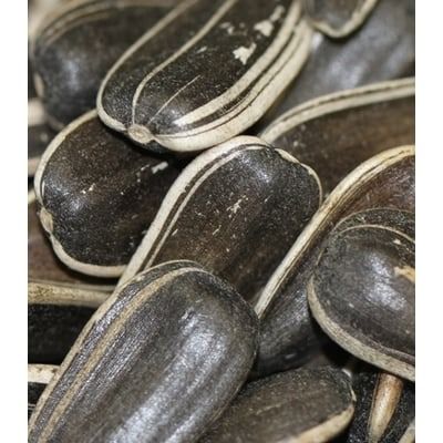Sunflower Seed from Bulgaria supplied by Bulscan Trade Ltd - Dragon Sunflower Seed