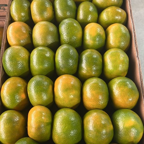 mandarina w murcoot from Peru supplied by Haspe company Sac - Size: 156 Fresh Mandarin