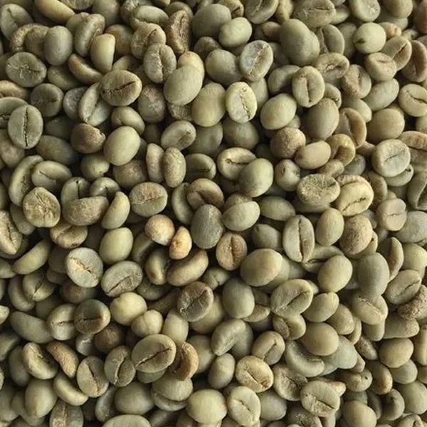Robusta Raw Green Beans from Uganda supplied by The Ethical Coffee Company - Dried Raw Common Coffee Bean