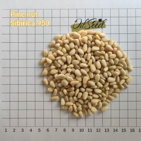 Siberian Pine 950 from 카자흐스탄 supplied by Oilseed s.r.o. - 시베리안(=Pinus Sibirica) 잣
