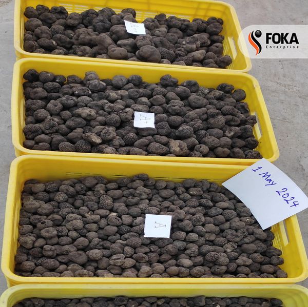BLACK TRUFFLE from 이란 supplied by Foka - 기타 신선 버섯류