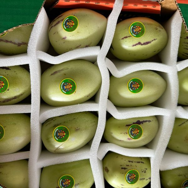 Sweet Cucumber from 에콰도르 supplied by Pandora Farm - Count 12 신선 오이