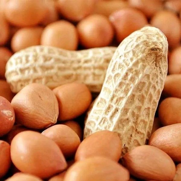 Arachide from Ivory Coast supplied by AFRICA BUSINESS INVESTMENT HOLDING - Excellent Quality Groundnut Meal