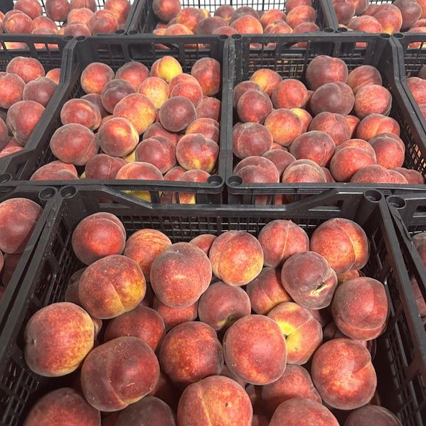 Peach from 세르비아 supplied by TRI M-G FRUIT DOO - Fresh (=Chilled) 신선 복숭아