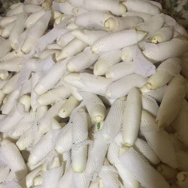 white radish from China supplied by 上海盒米网络科技有限公司 - Stored Radish