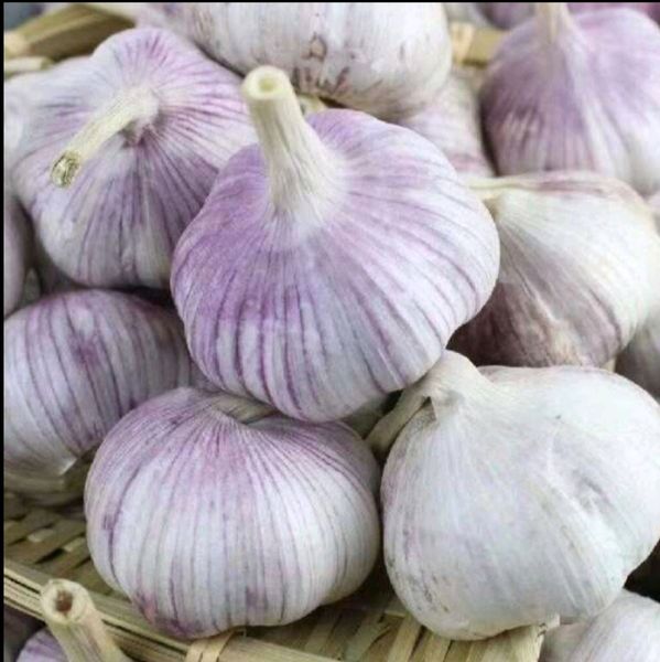 garlic from 중국 supplied by Hubei jinyida trading co.,ltd - Size: 40-60 신선 마늘