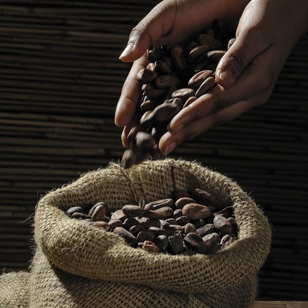 COCOA BEANS from 코트디부아르 supplied by Tradaria International - Cocoa Nibs (=Cacao Nibs) 코코아콩