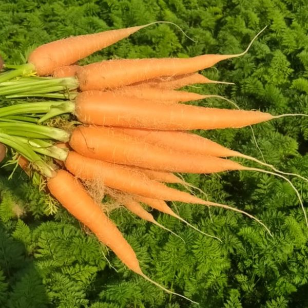 FRESH CARROT from Egypt supplied by Modern enterprise for business and supplies - Fresh Carrot