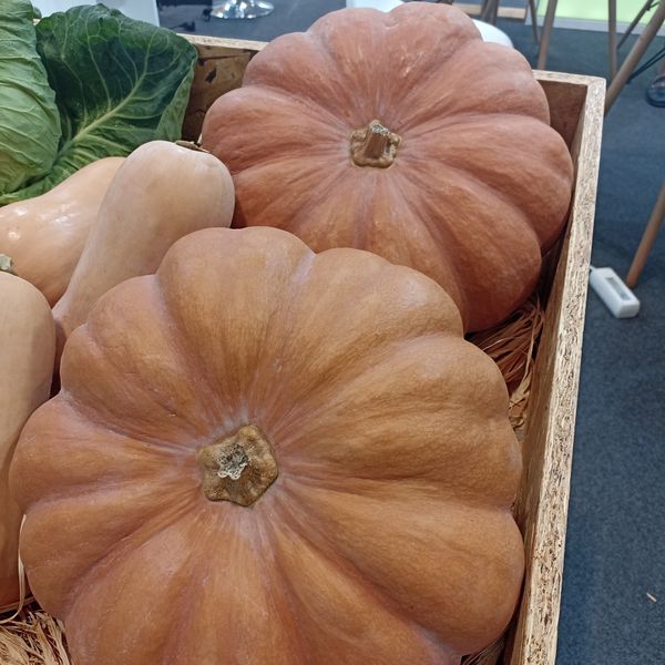 Pumpkin Mousquée from 포르투갈 supplied by Hortícolas Casal d'Avó, Lda. - Flat-shaped 신선 호박