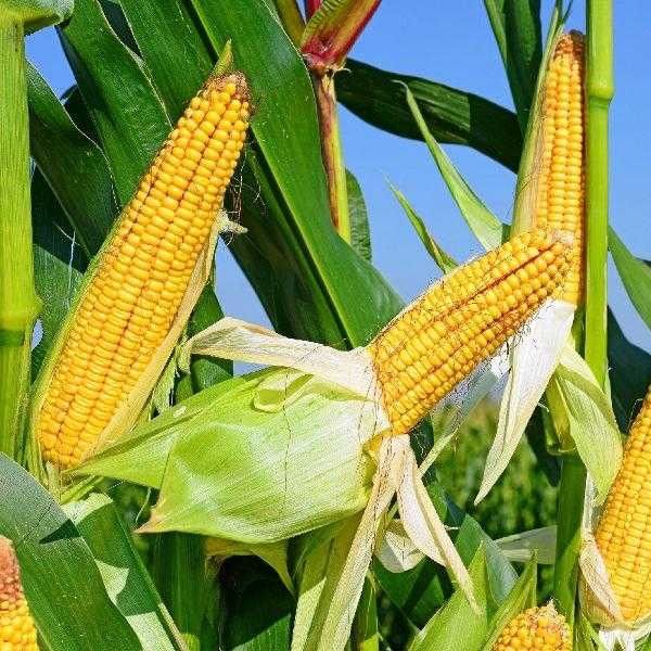 Maize (Corn) from Ukraine supplied by KabanoFF - Maize (Corn)