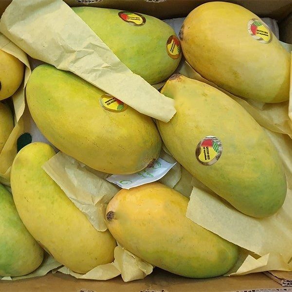 Fresh Sidhri mango from 파키스탄 supplied by Paradigm Trader & Estate - Size: 11 신선 망고