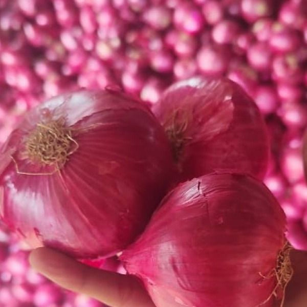 Fresh Onion from 인도 supplied by Frugies Box Vegetables & Fruits Trading Co. LLC - Very Good 신선 양파