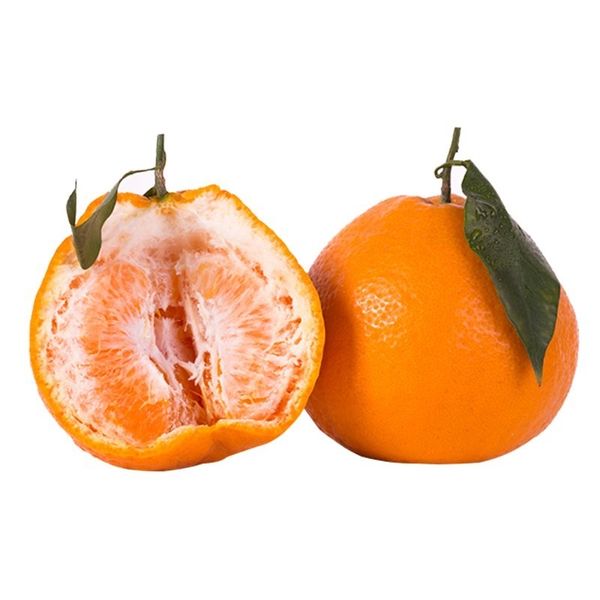 Iyokan Fresh Citrus Harumi Spring see Papa gan Orange From China from 중국 supplied by Power Link Fruit Co Ltd - 키요미 신선 감귤류 혼종