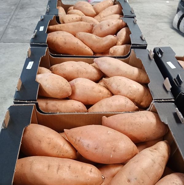 Sweet Potato from 이집트 supplied by Domenica Sp ZOO - 고구마