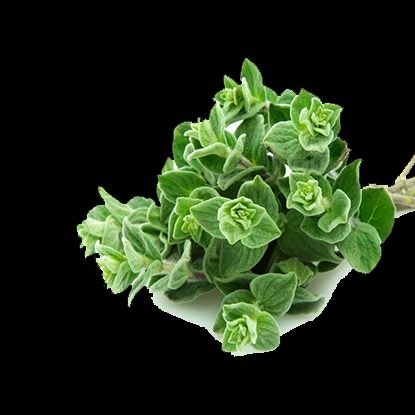 Marjoram from 이집트 supplied by ElSeba Spices & Herbs - Ground 마조람