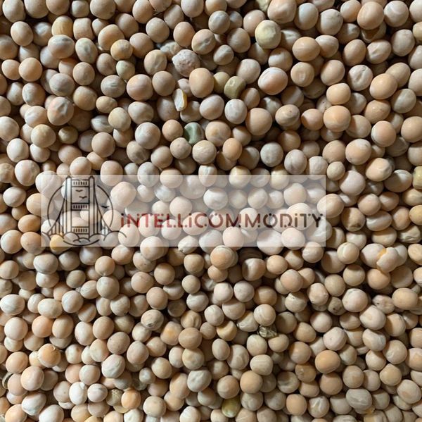 Yellow Peas from 러시아 supplied by LLC INTELLICOMMODITY - 좋은 품질 말린 렌틸