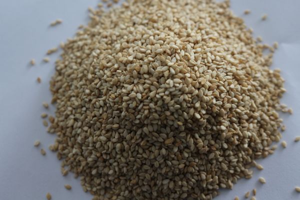 Sesame Seeds from 인도 supplied by Annapurna Agro Industries - 생 참깨