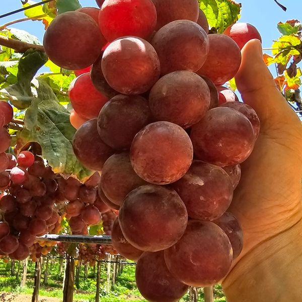Peruvian Red Globe Grape from 페루 supplied by Damoa Corporation - 라운드 신선 포도