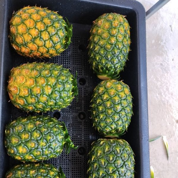 MD2 pineapple from Vietnam supplied by AGN., ltd - Fresh Pineapple