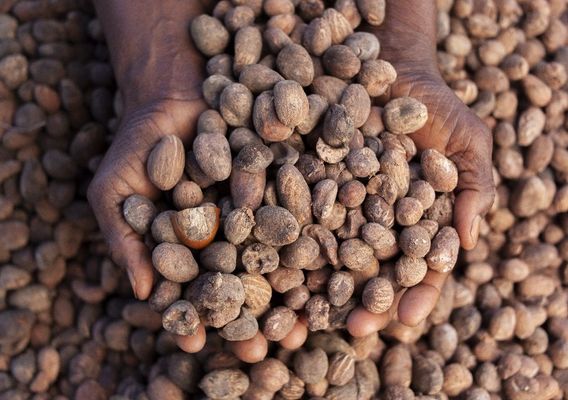 Sommalife - Verified Premium supplier and manufacturer from Ghana