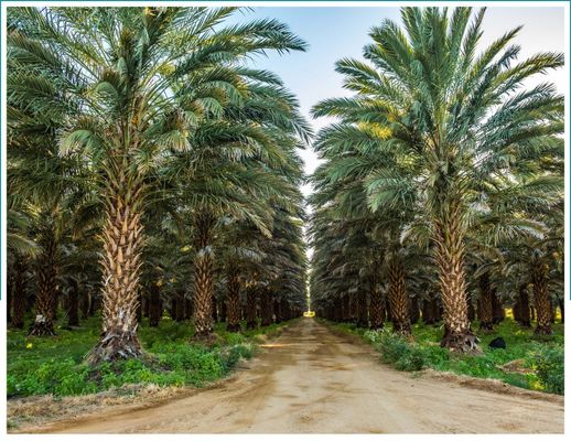 Desert Fruit - Verified supplier and manufacturer from 나미비아