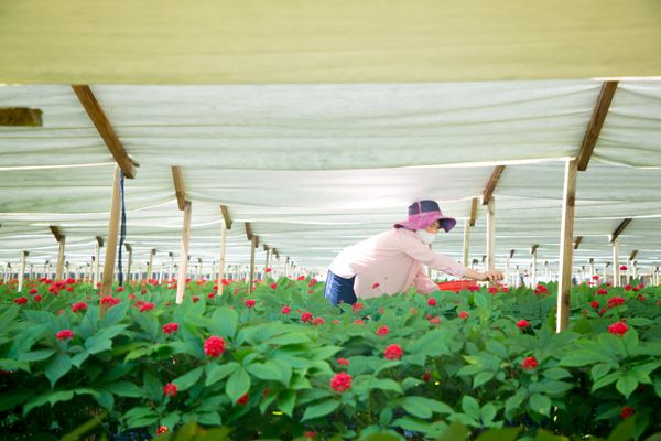 Geumsan Black Ginseng Co., Ltd. - Premium supplier and manufacturer from South Korea