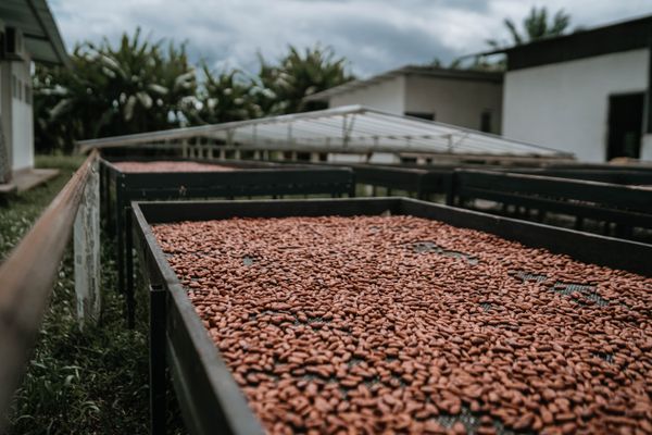 Fresh Costa CIA Lta. - Verified Premium supplier and manufacturer from Ecuador