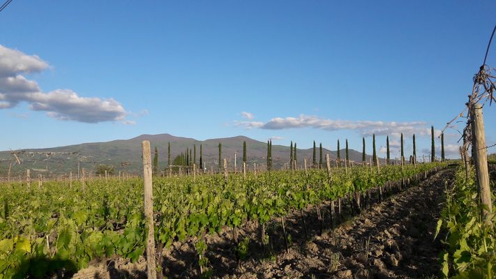 Le Vigne - Verified Premium supplier and manufacturer from 이탈리아