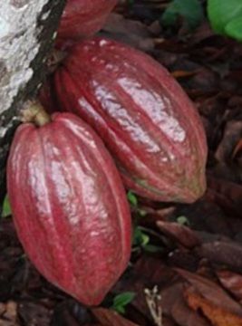 VINI COCOA PLANTATION NIG.LTD - Verified Premium supplier and manufacturer from 나이지리아